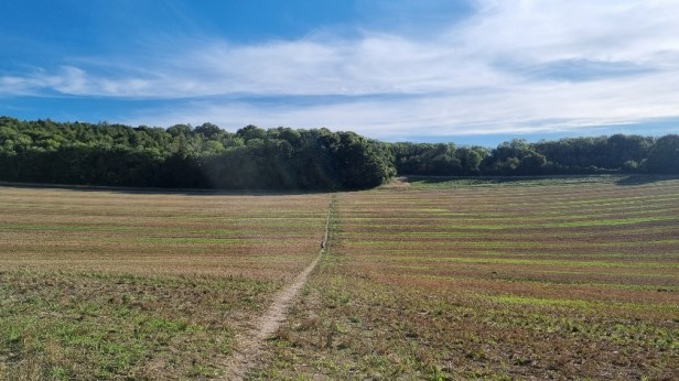 CW50 Chiltern Wonderland Centurion Race Report